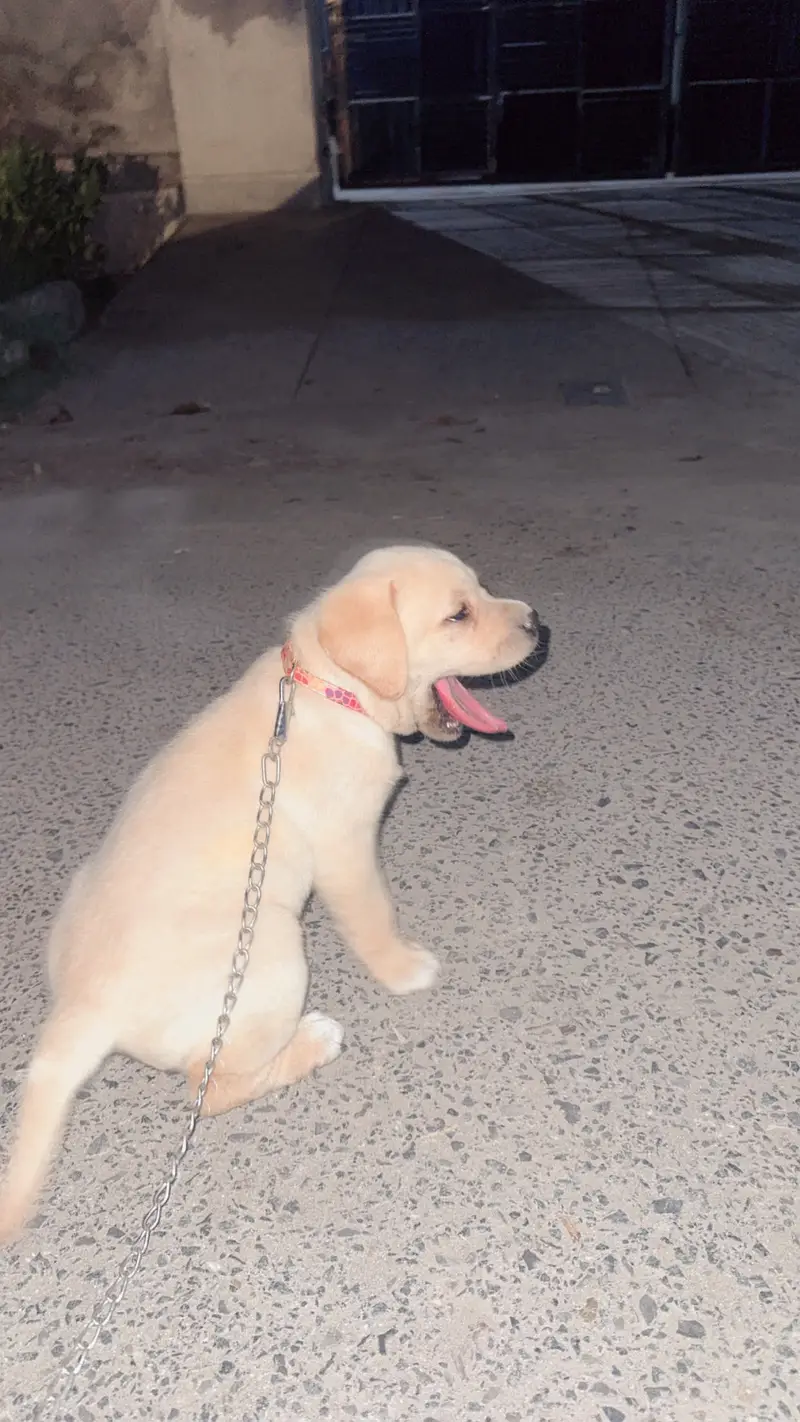 Labrador female 1 month 15 days — photo 2
