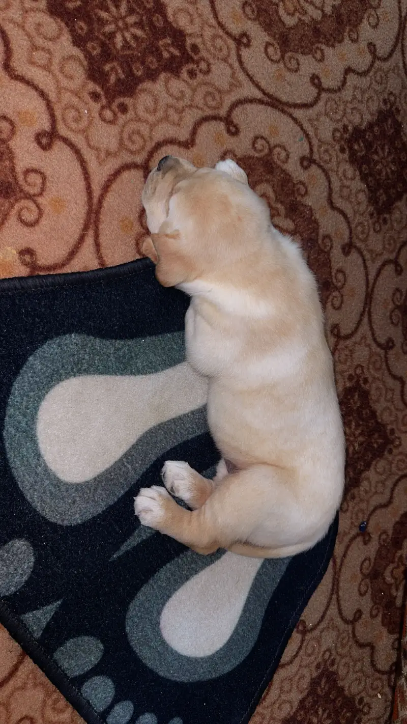 Labrador female 1 month 15 days — photo 3