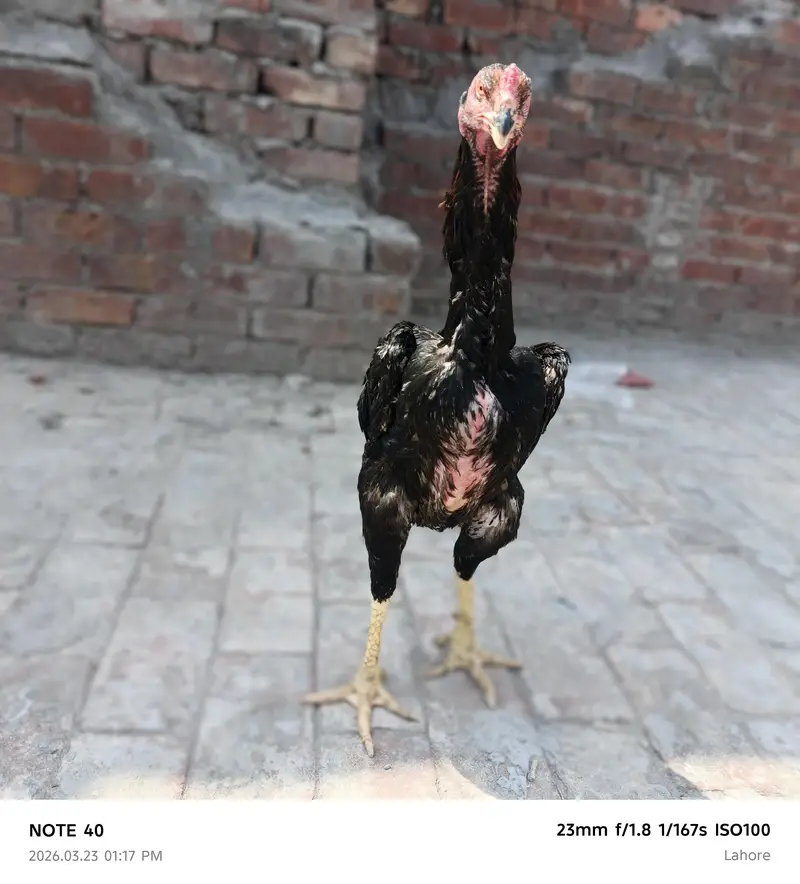 Shamu urgent sale 2000 per kg — photo 2