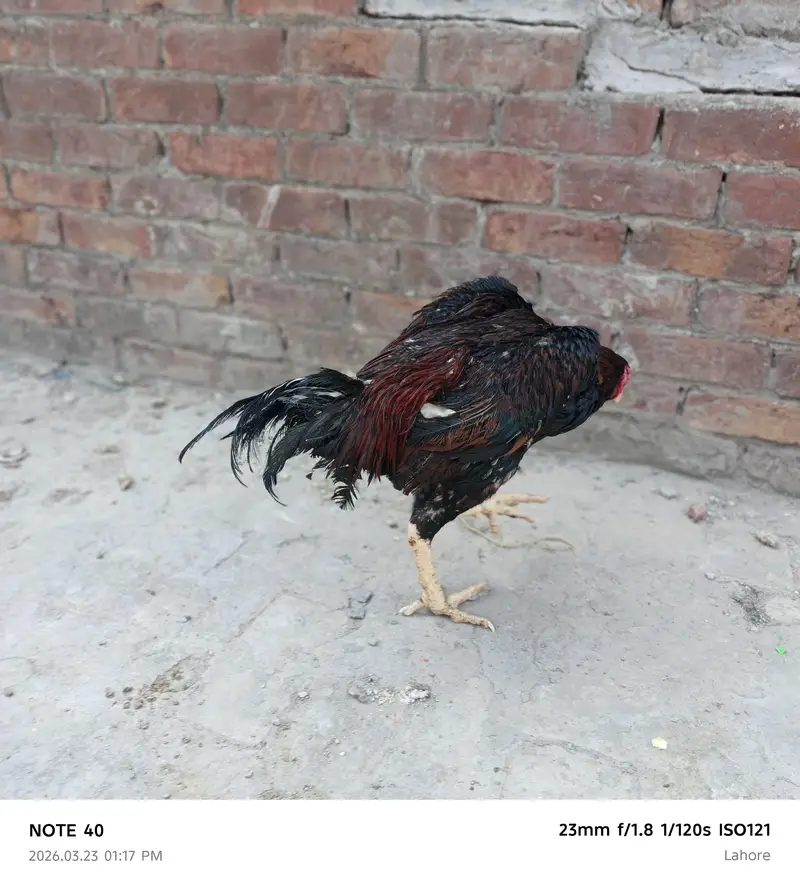 Shamu urgent sale 2000 per kg — photo 3