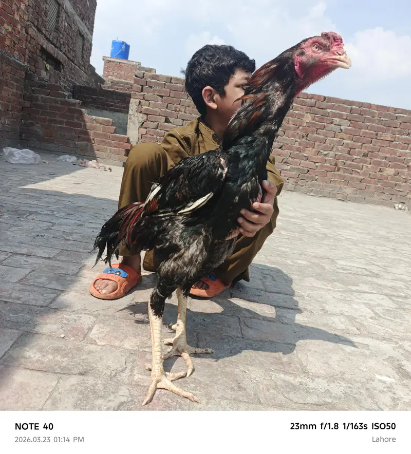 Shamu urgent sale 2000 per kg — photo 4
