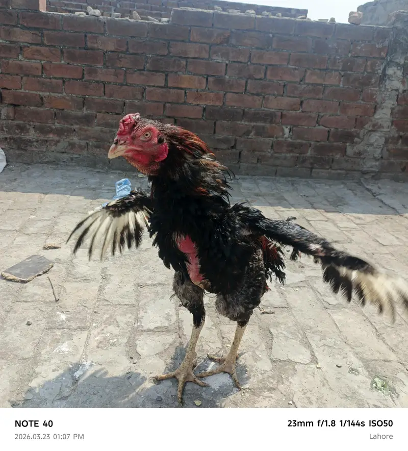 Shamu urgent sale 2000 per kg — photo 5