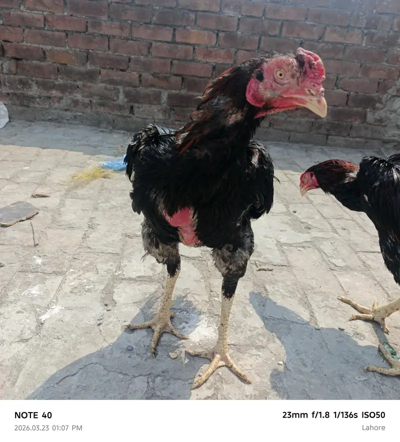Shamu urgent sale 2000 per kg — photo 6