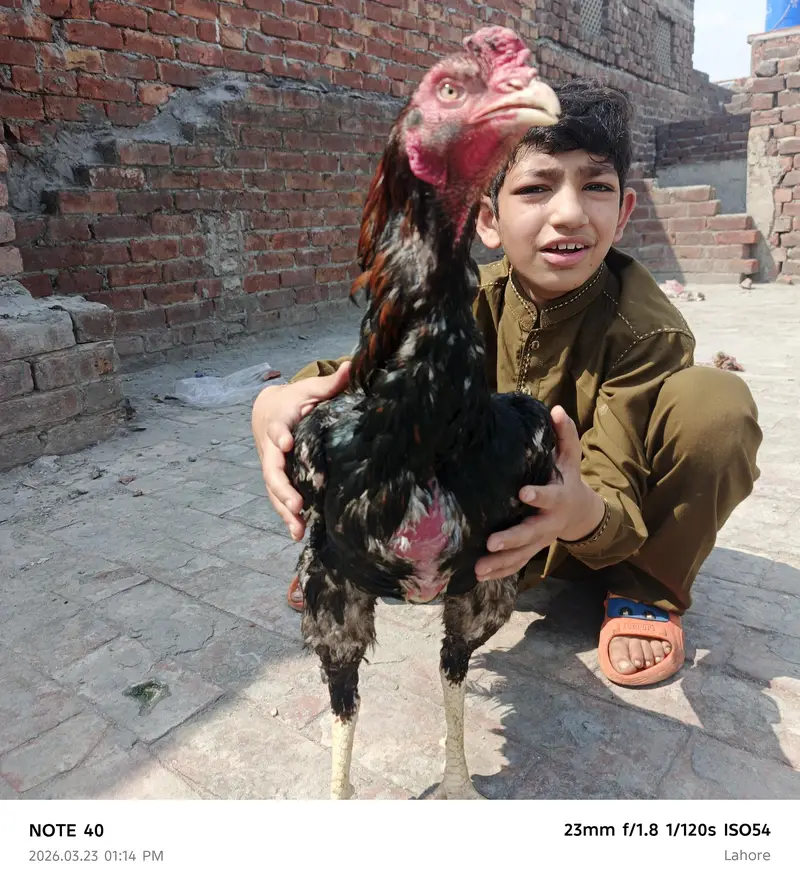Shamu urgent sale 2000 per kg — photo 7