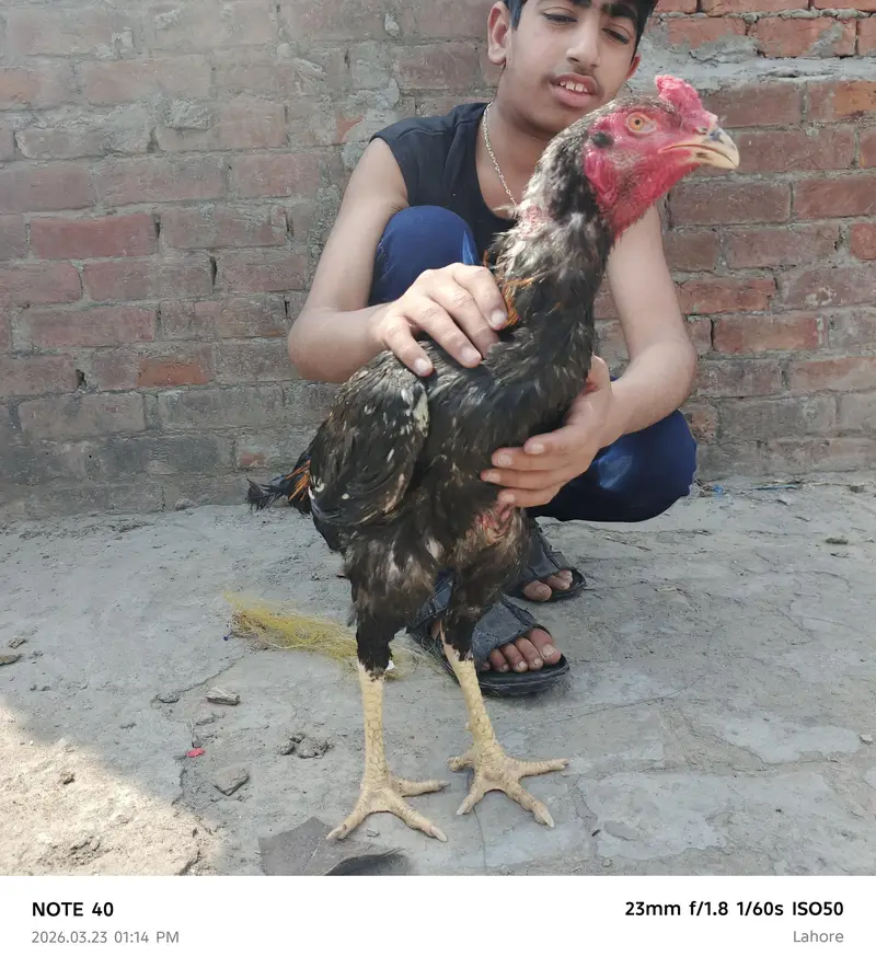 Shamu urgent sale 2000 per kg — photo 10