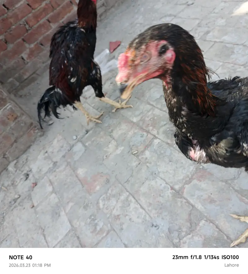 Shamu urgent sale 2000 per kg — photo 12