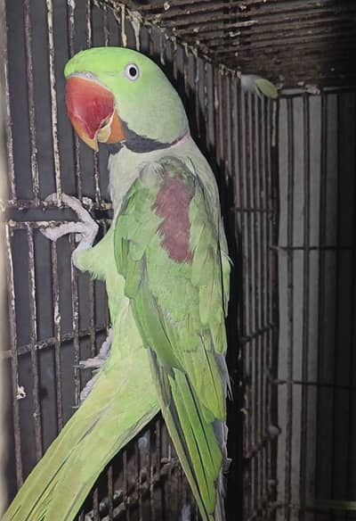 Top Quality Raw Parrot Pair – . We also give discounts