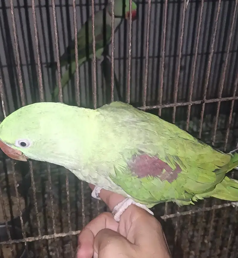 Top Quality Raw Parrot Pair – . We also give discounts — photo 2