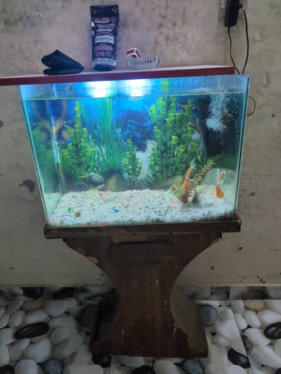 Fish Aquarium