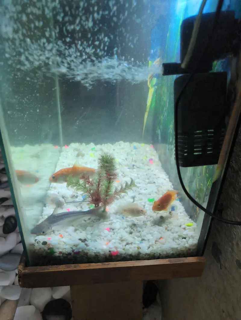 Fish Aquarium — photo 2