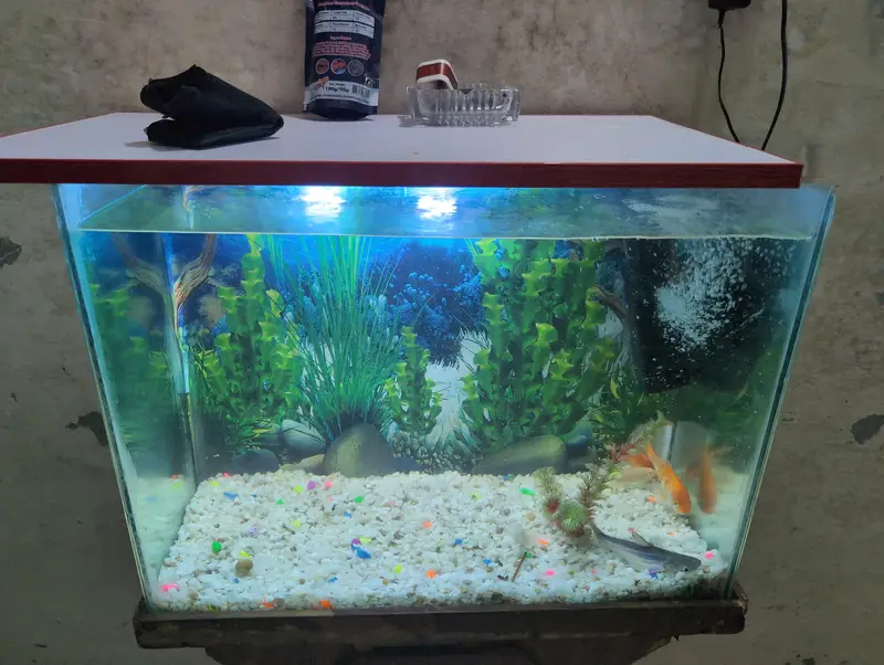 Fish Aquarium — photo 3