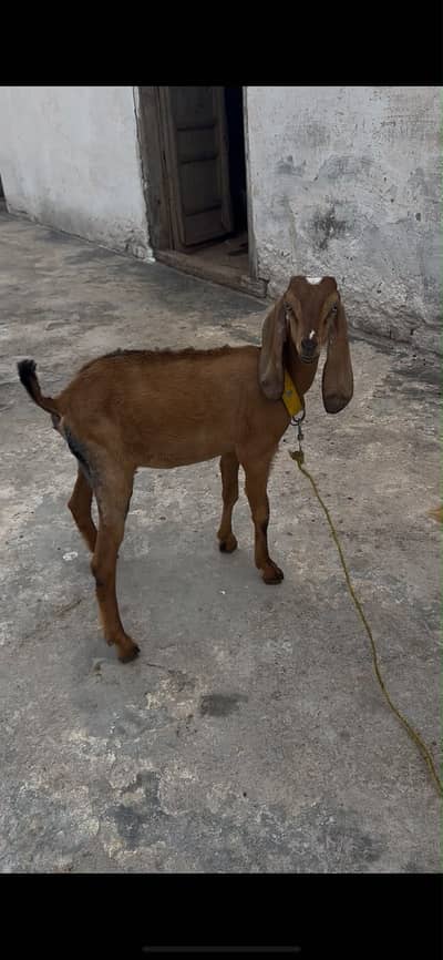 Nagri betal female path for sale