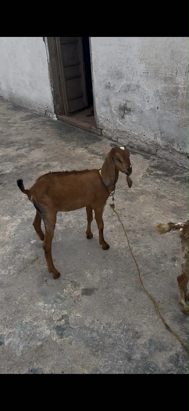 Nagri betal female path for sale — photo 3