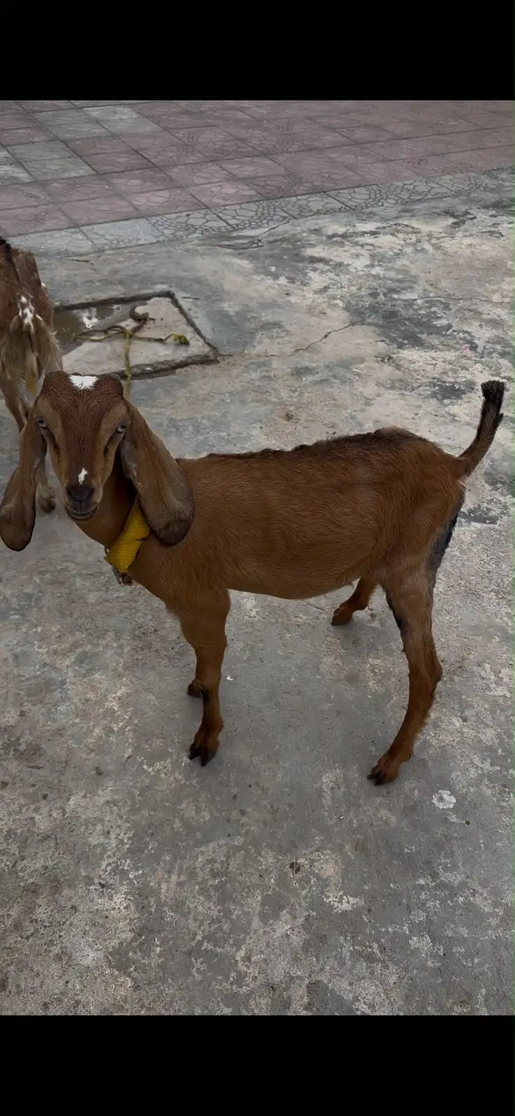 Nagri betal female path for sale — photo 4