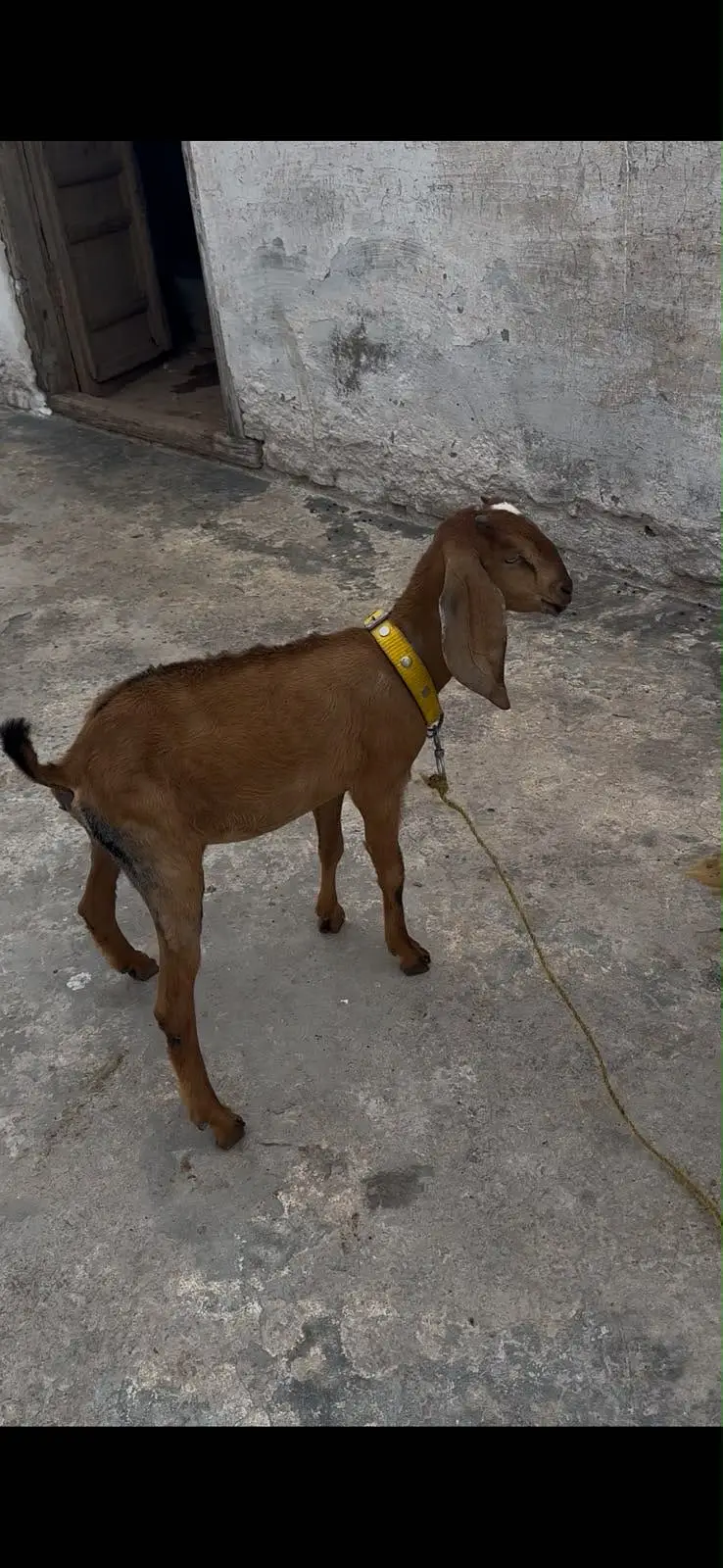 Nagri betal female path for sale — photo 5