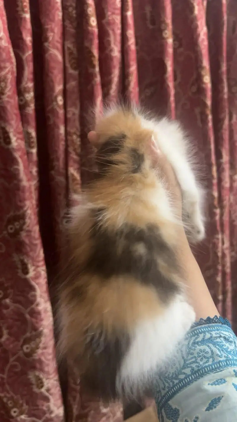 Persian Kitten — photo 2