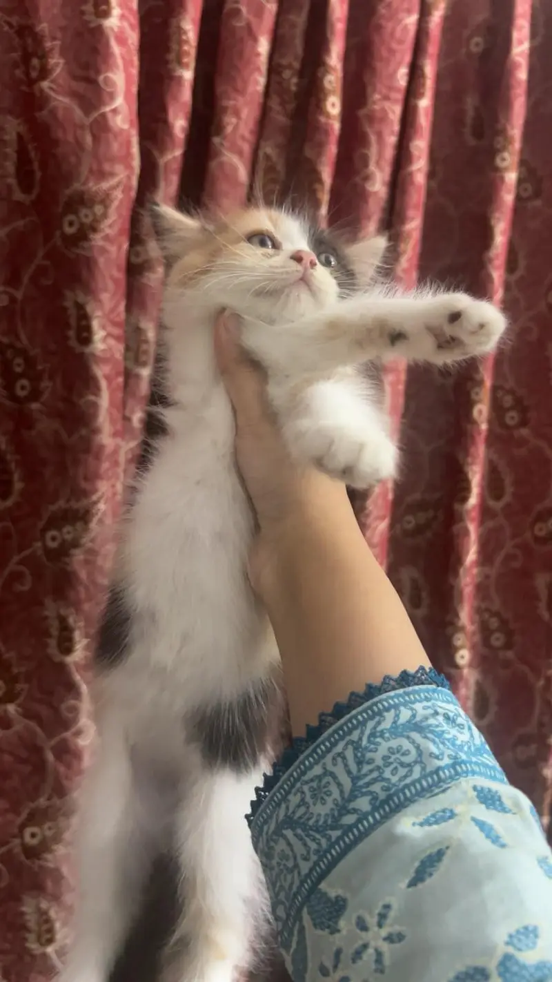 Persian Kitten — photo 3