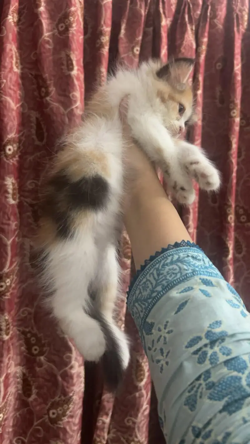 Persian Kitten — photo 4