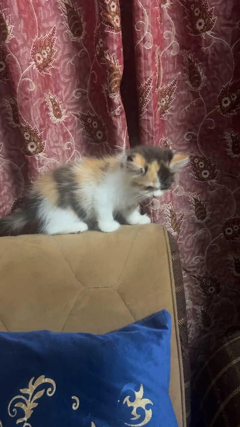 Persian Kitten — photo 5