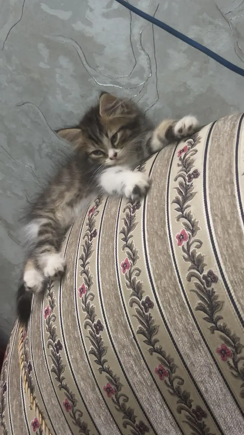 Persian Kitten — photo 6