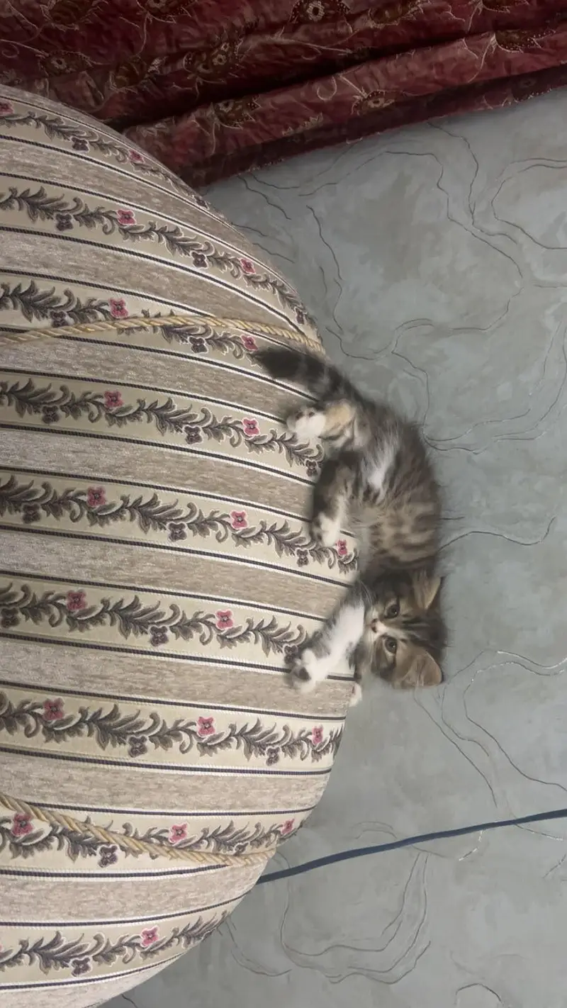 Persian Kitten — photo 7