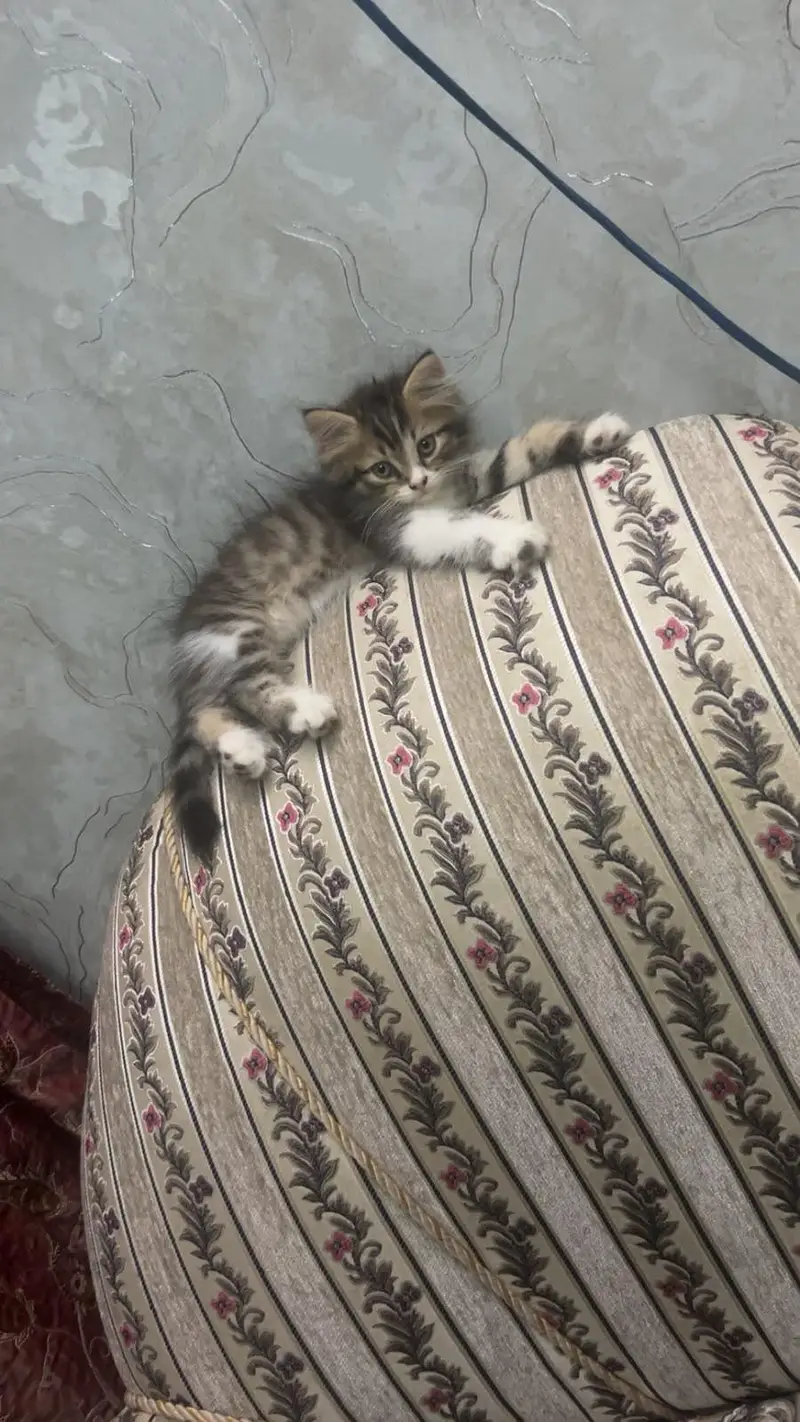 Persian Kitten — photo 8