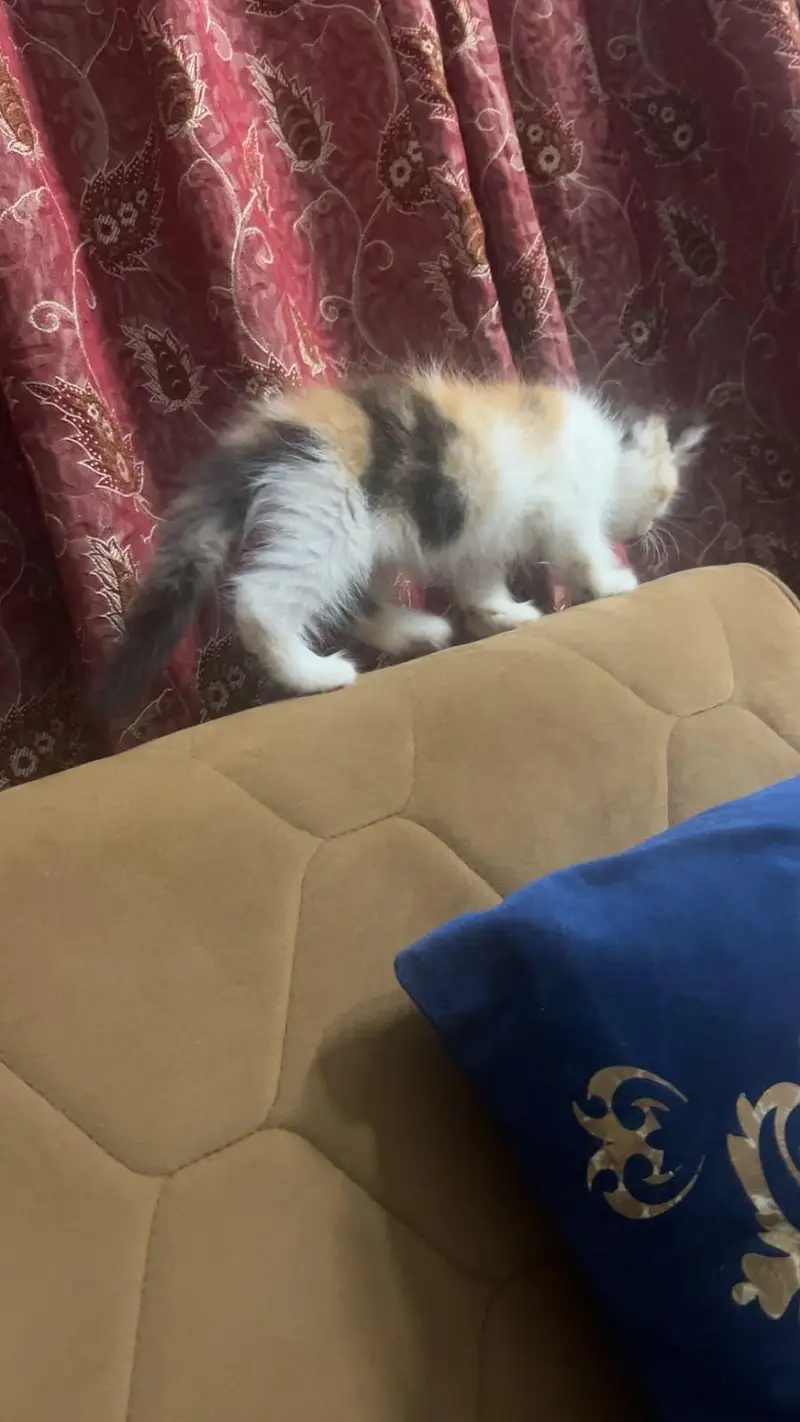 Persian Kitten — photo 9