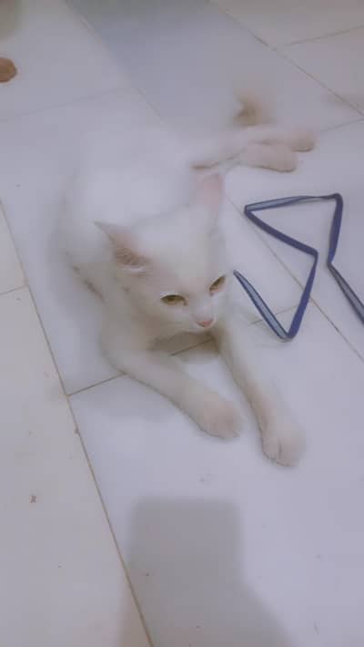 persion cat