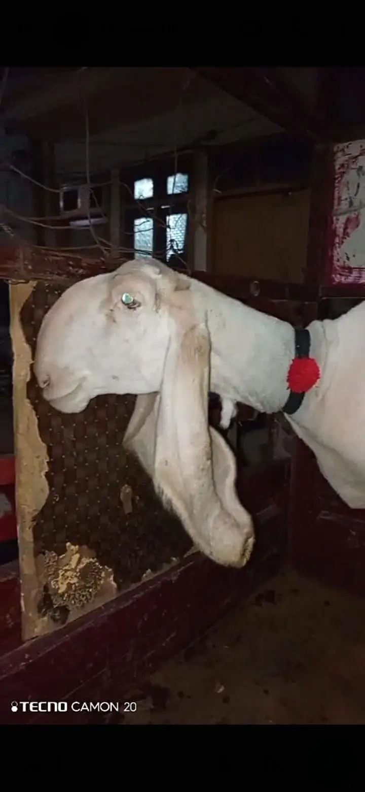 chatra or chatri for sale — photo 2