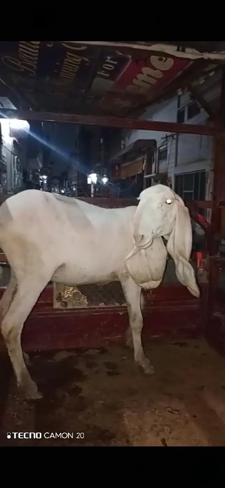 chatra or chatri for sale — photo 4