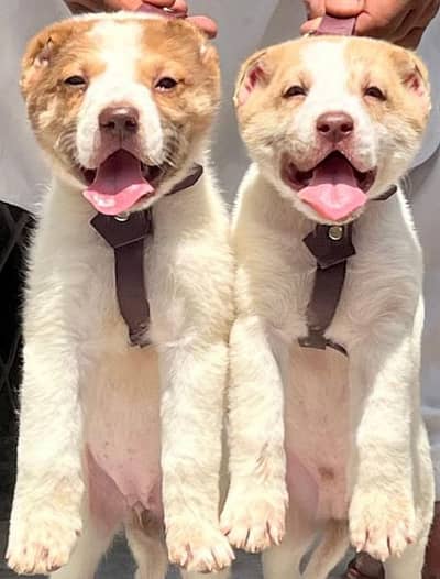 afgani koche pair 2 mahnt for sale active and healthy available