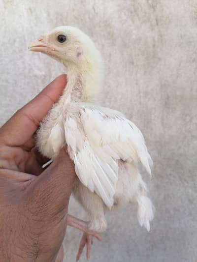 Heera chicks 2000 per piece final