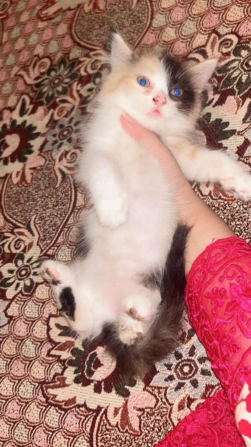 Persian Kitten — photo 11