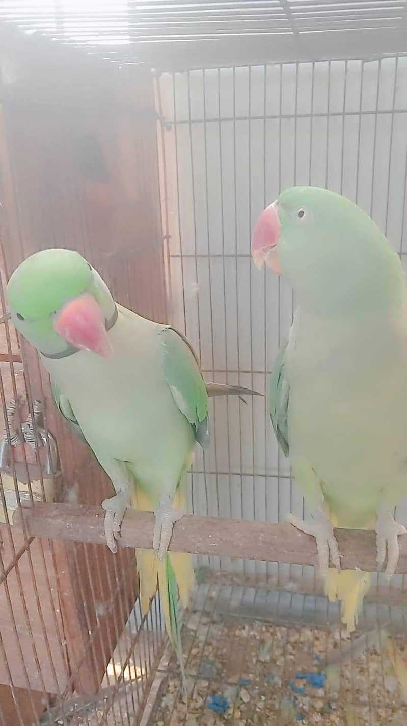 breeder pair 0