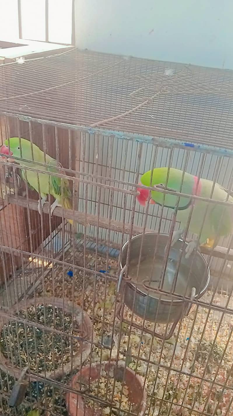 breeder pair 2