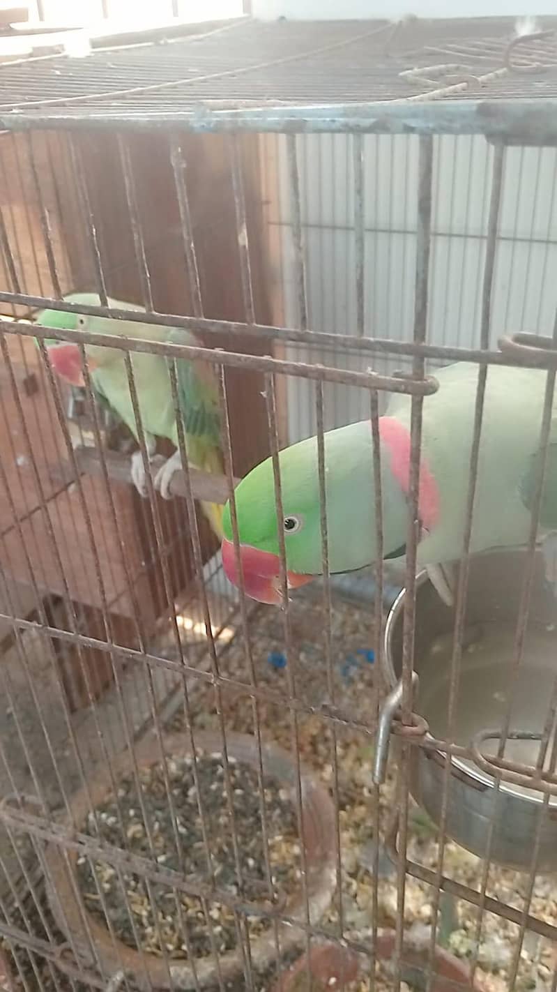breeder pair 4