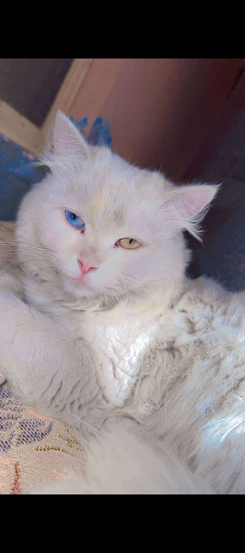 Persian 0