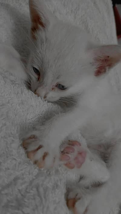 2 month kitten for sale