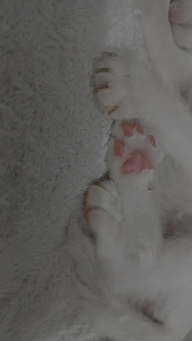 2 month kitten for sale — photo 2