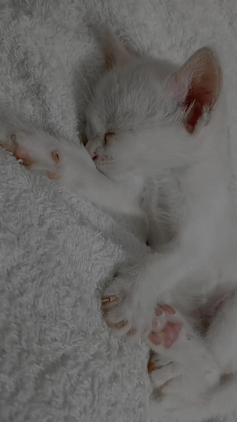 2 month kitten for sale — photo 3