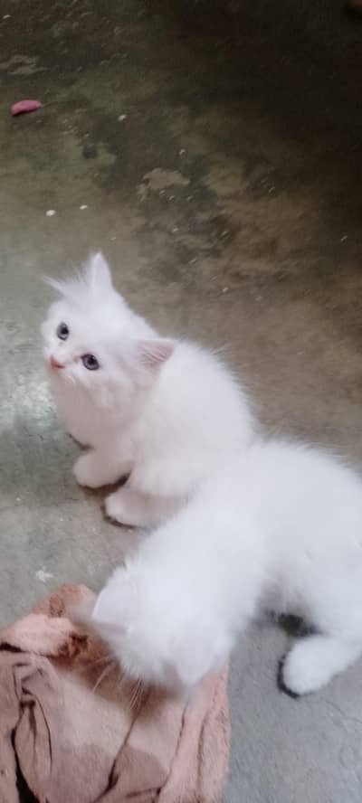 Semi Punch Persian Kittens