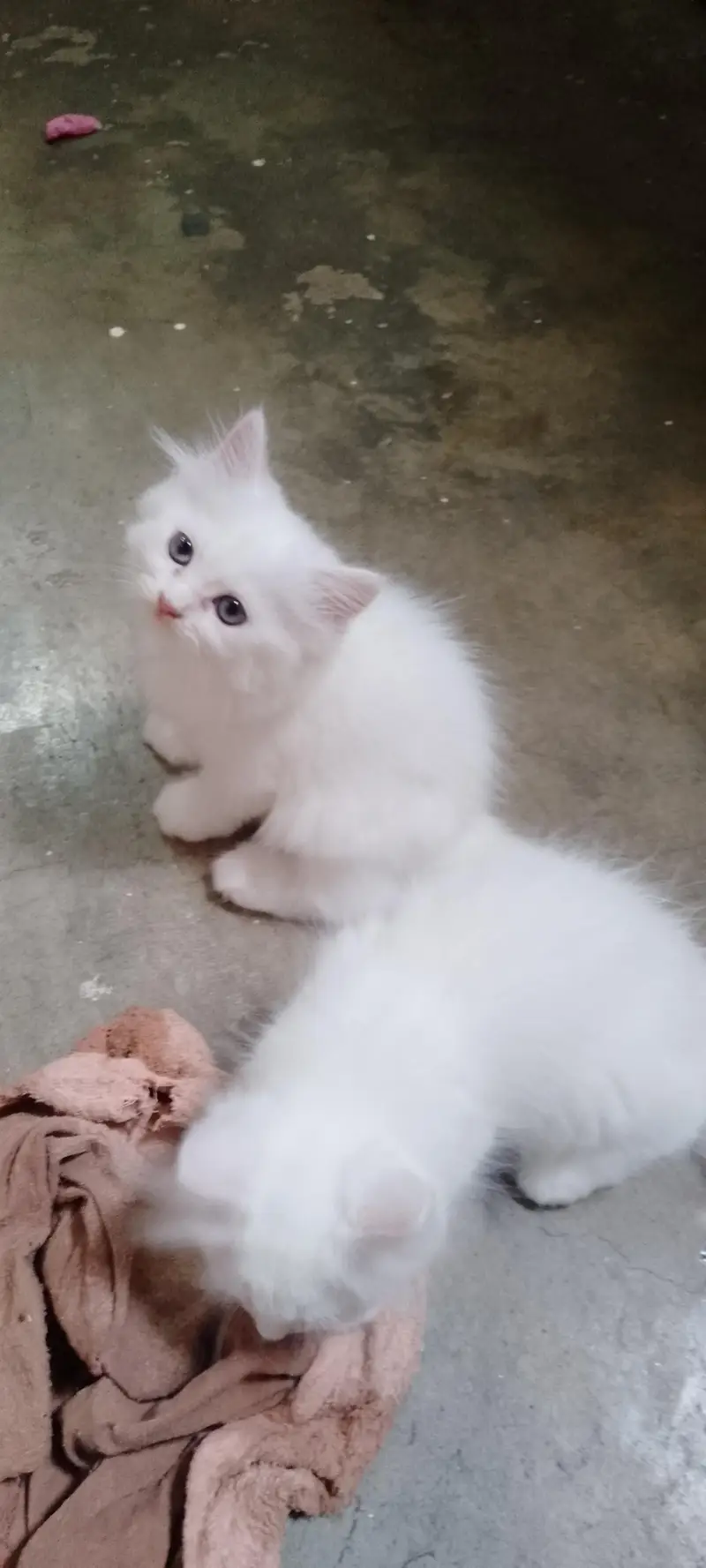 Semi Punch Persian Kittens — photo 2
