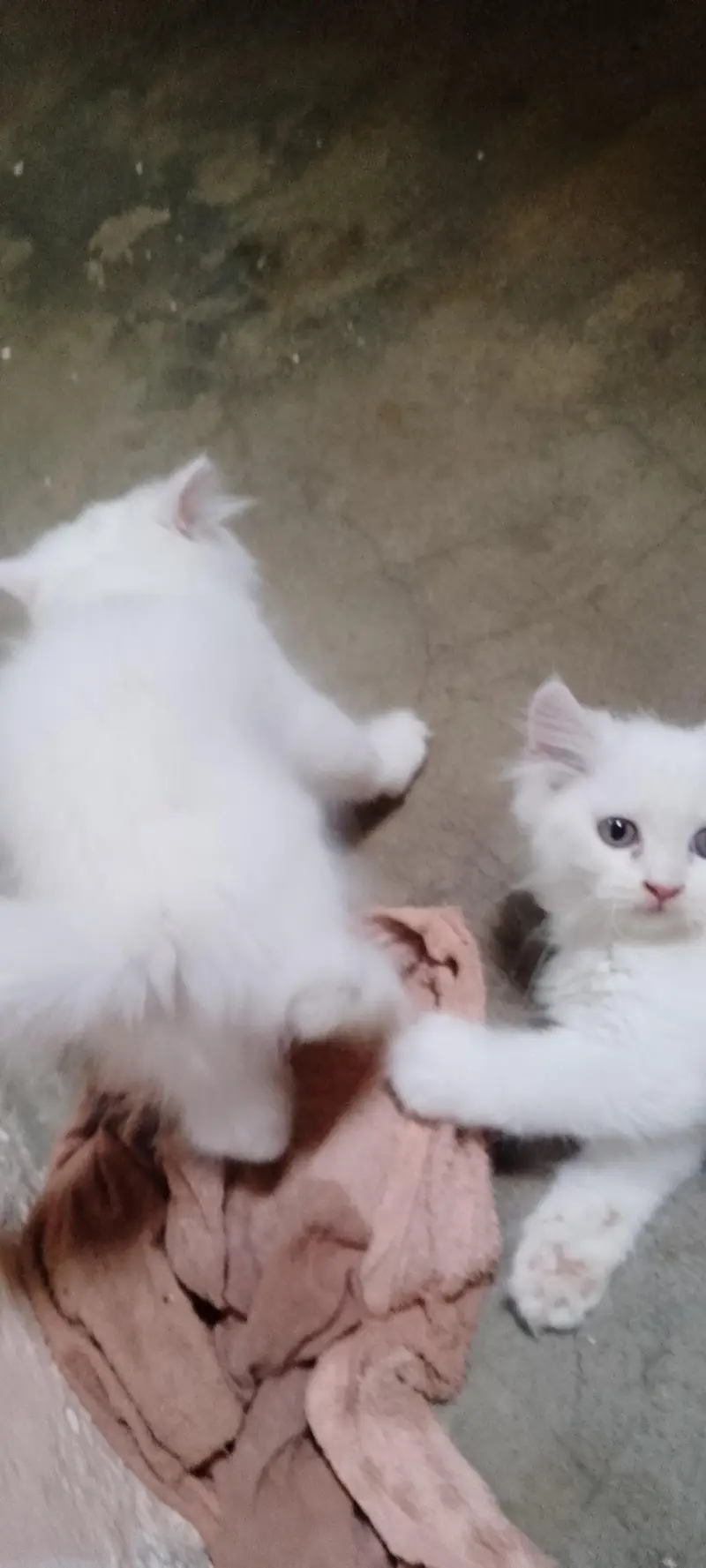 Semi Punch Persian Kittens — photo 3