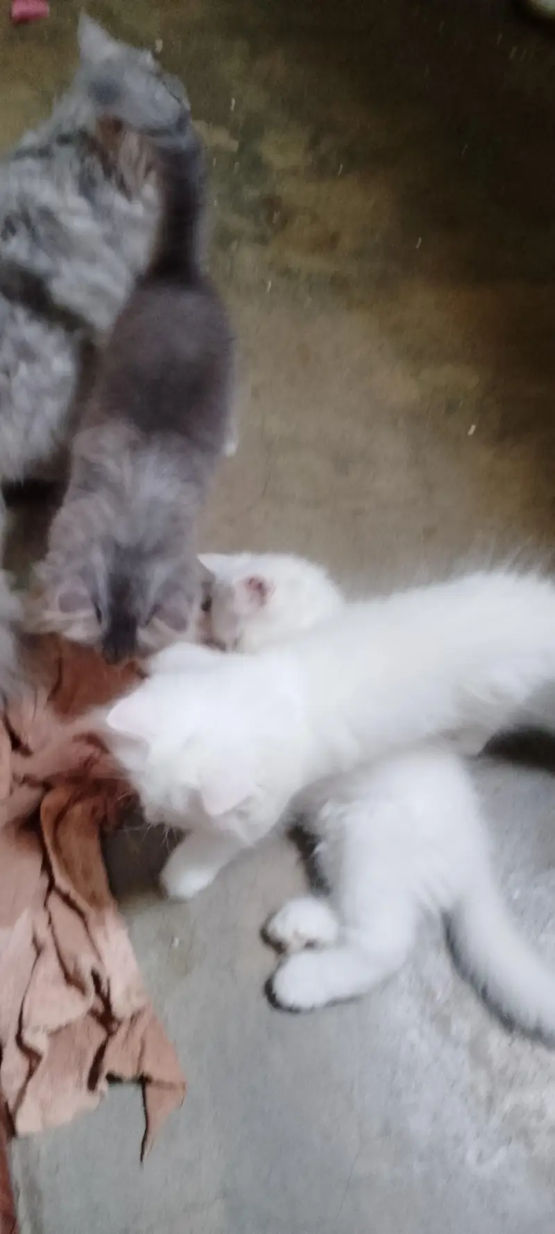 Semi Punch Persian Kittens — photo 4