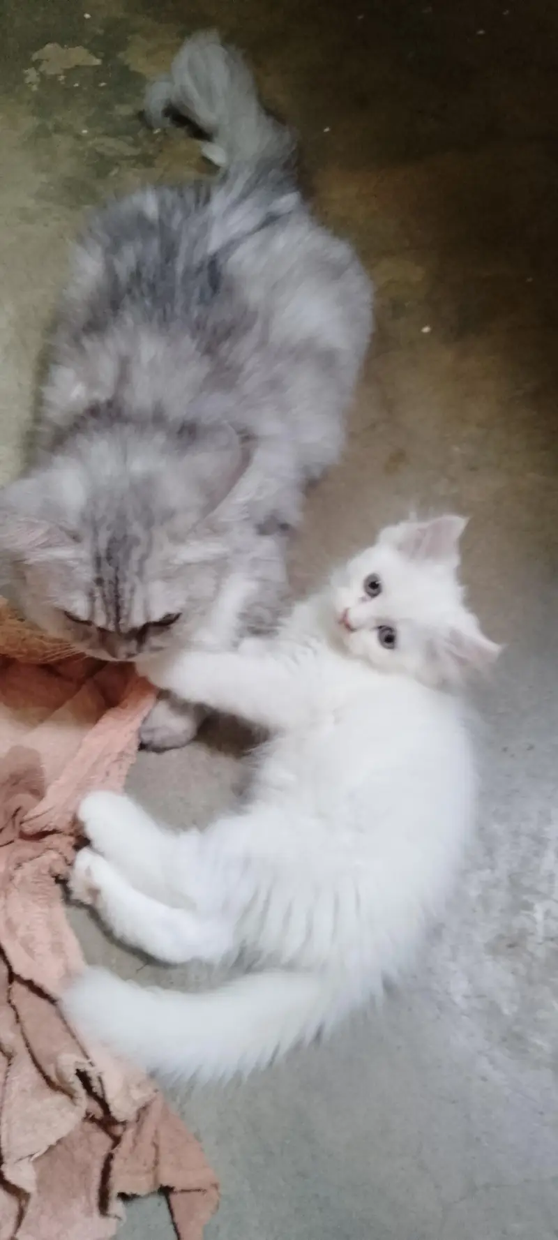 Semi Punch Persian Kittens — photo 5