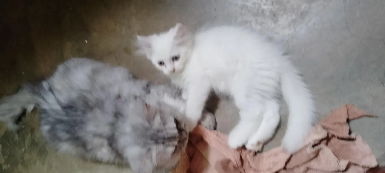 Semi Punch Persian Kittens — photo 6