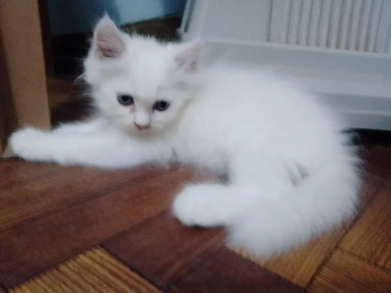 Semi Punch Persian Kittens — photo 7