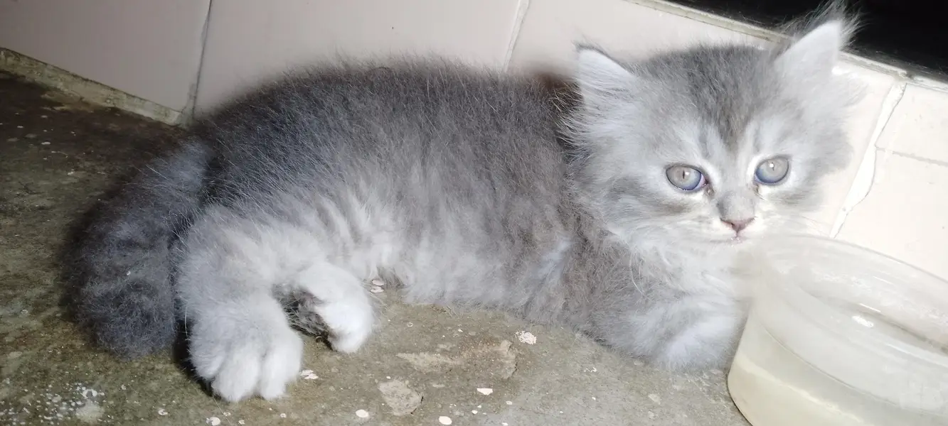 Semi Punch Persian Kittens — photo 8