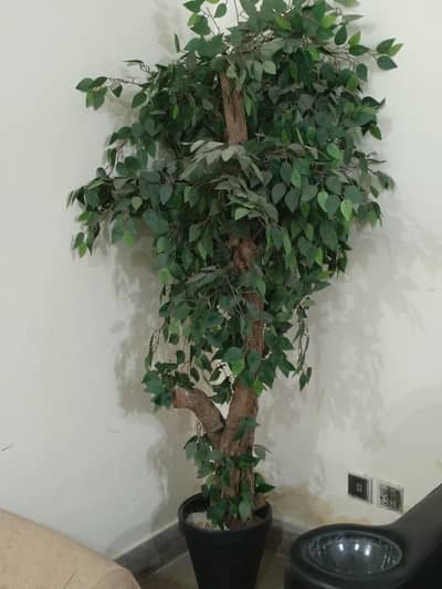 Urgent sale artificial tree 5/6 feet home and office use