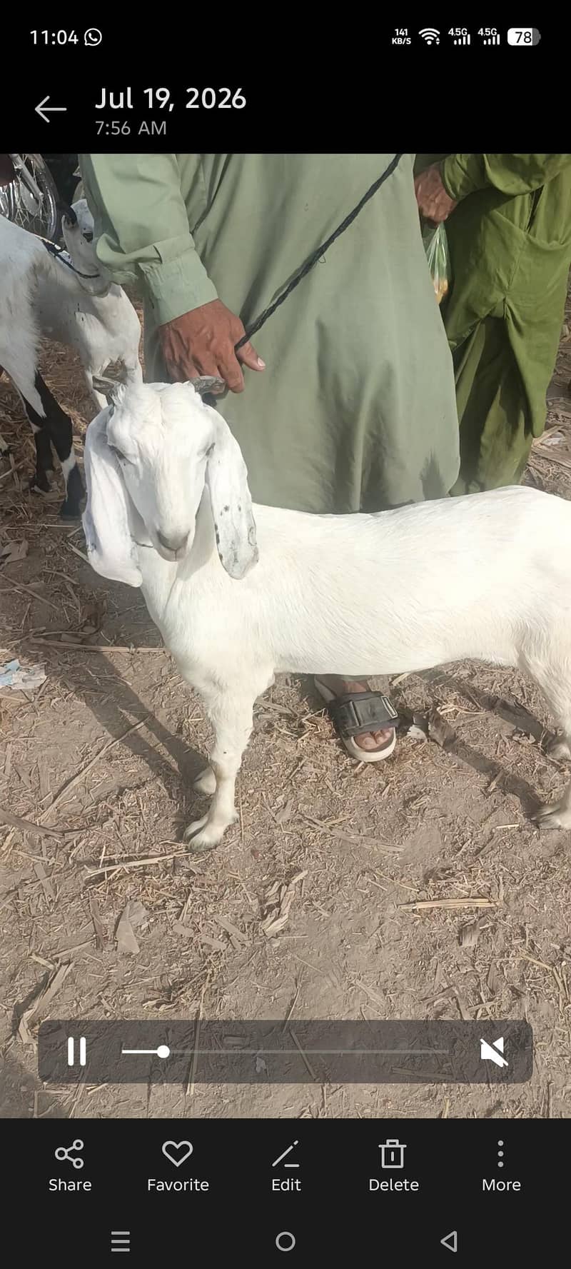 ٹاپڑی بکری 0